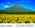 花之宮湖公園的向日葵田和富士山 131413925