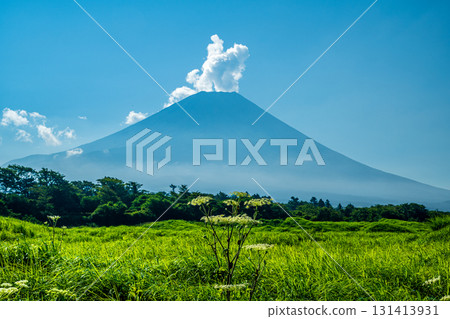 從朝霧高原眺望的富士山和當歸樹 從朝霧高原眺望的富士山和當歸樹 131413931