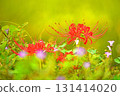 Kinchakuda in autumn, cluster amaryllis blooming in the shade of trees 131414020