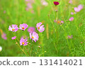 Pink cosmos flowers blooming in autumn field 131414021