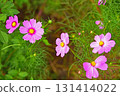 Pink cosmos flowers blooming in autumn flower bed 131414022