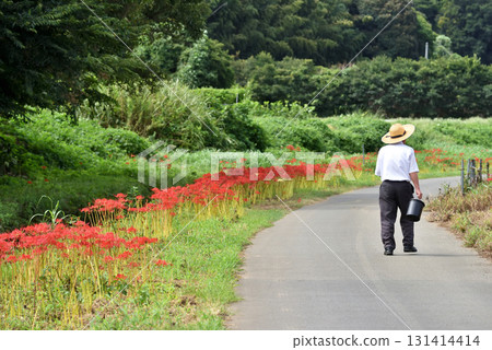 一名男子沿著茅崎里山公園附近的小出川散步,公園裡盛開著簇生的朱頂紅。 一名男子沿著茅崎里山公園附近的小出川散步,公園裡盛開著簇生的朱頂紅。 131414414