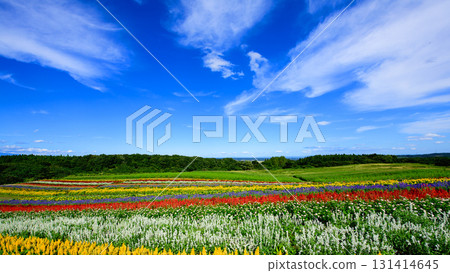 Open skies and beautiful flower fields at Yakurai Garden on a sunny day in Miyagi Prefecture 131414645