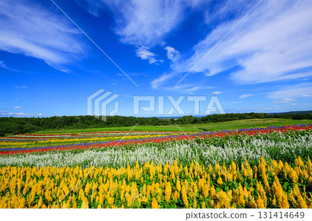 宮城縣陽光明媚的日子，藥井花園的天空開闊，花田美麗 131414649