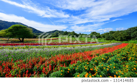 A beautiful flower field spreads out under the open sky on a spectacular day at Yakurai Garden, Miyagi Prefecture 131414685