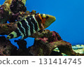 Cheilinus fasciatus or red-breasted wrasse 131414745
