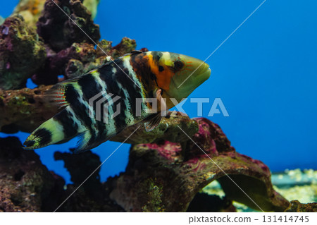 Cheilinus fasciatus or red-breasted wrasse 131414745