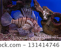 Pterois volitans or red lionfish 131414746