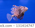 Pterois volitans or red lionfish 131414747