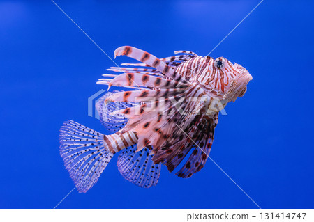 Pterois volitans or red lionfish Pterois volitans or red lionfish 131414747