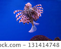 Pterois volitans or red lionfish 131414748
