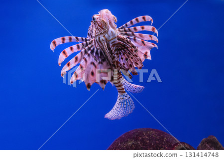 Pterois volitans or red lionfish Pterois volitans or red lionfish 131414748