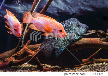 Amphilophus labiatus and Rocio octofasciata 131414749