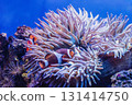 Heteractis magnifica and Clownfishes or Amphiprion ocellaris 131414750