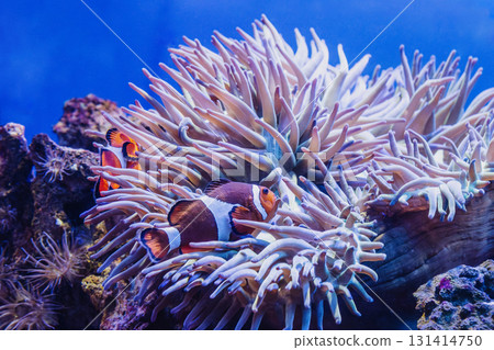 Heteractis magnifica and Clownfishes or Amphiprion ocellaris 131414750