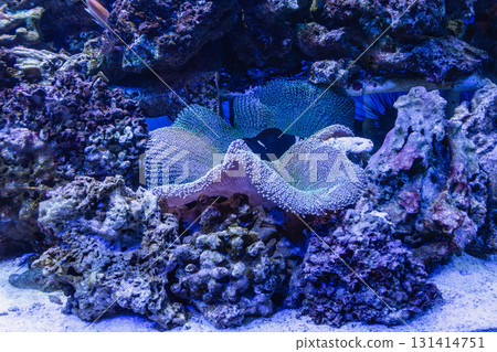 Stichodactyla haddoni 131414751