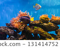 Zebrasoma xanthurum or Yellowtail purple tang 131414752