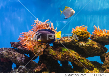 Zebrasoma xanthurum or Yellowtail purple tang Zebrasoma xanthurum or Yellowtail purple tang 131414752