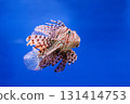 Pterois volitans or red lionfish 131414753