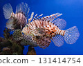 Pterois volitans or red lionfish 131414754