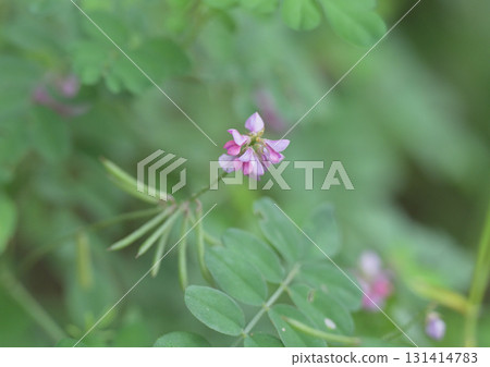 Hagi growing wild along the walking path 131414783