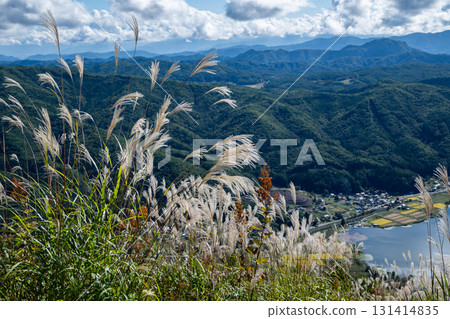 日本雪鬆的耳朵。 131414835