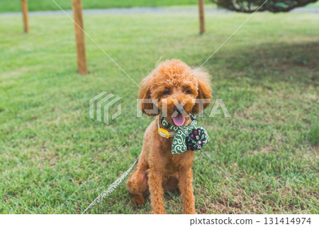 Walk with a dog 131414974