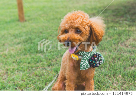 Walk with a dog 131414975