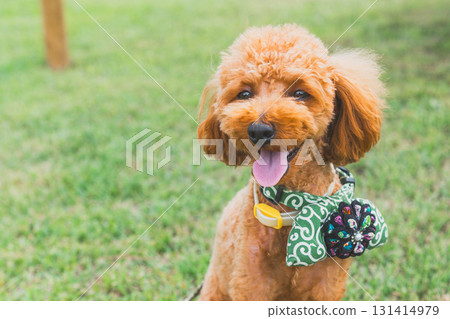 和狗一起散步 和狗一起散步 131414979