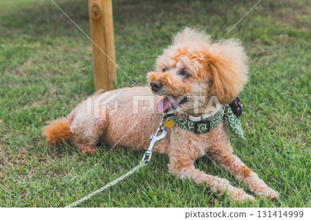 和狗一起散步 和狗一起散步 131414999