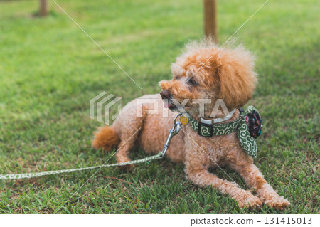 和狗一起散步 131415013