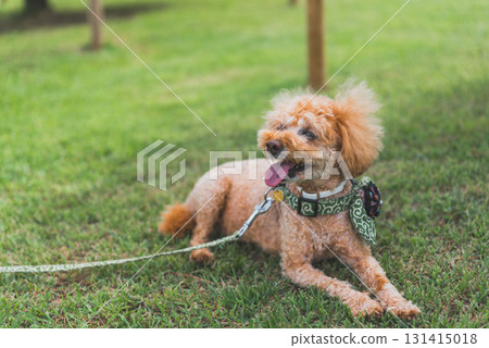 和狗一起散步 131415018