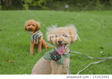 Walk with a dog 131415041