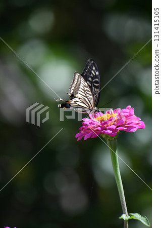 Zinnia flowers and swallowtail butterflies Zinnia flowers and swallowtail butterflies 131415105