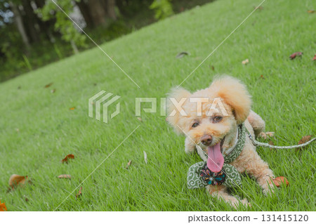 和狗一起散步 和狗一起散步 131415120