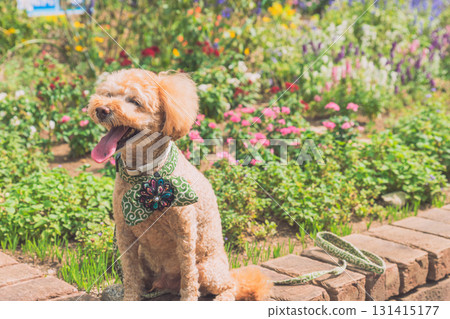 Walk with a dog Walk with a dog 131415177