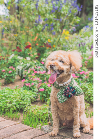 Walk with a dog Walk with a dog 131415195