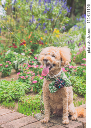 Walk with a dog Walk with a dog 131415196