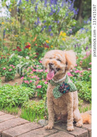 和狗一起散步 和狗一起散步 131415197