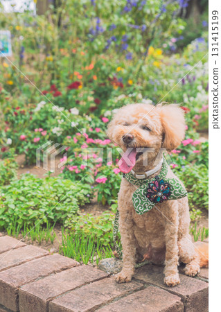 和狗一起散步 和狗一起散步 131415199