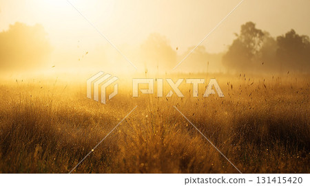 金色的草和陽光的美麗紋理 131415420