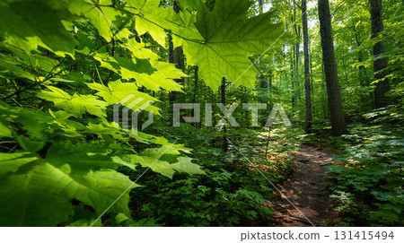 A refreshing view of a forest of fresh greenery with sunlight filtering through the trees 131415494