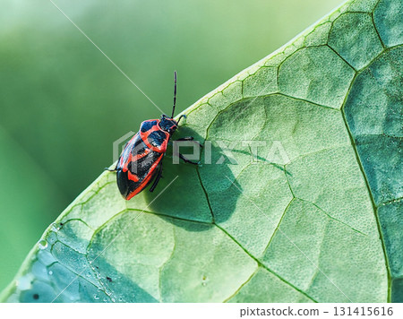 臭蟲棲息在葉子上 131415616