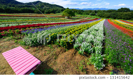 Colorful Flower Hill: Spectacular View of Yakurai Garden, Miyagi Prefecture 131415642