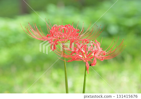 Cluster amaryllis 131415676