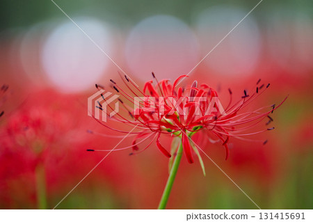 The fantastical blooming of red spider lilies - red spider lilies surrounded by bokeh The fantastical blooming of red spider lilies - red spider lilies surrounded by bokeh 131415691