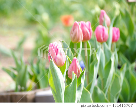 粉紅色的鬱金香 粉紅色的鬱金香 131415707