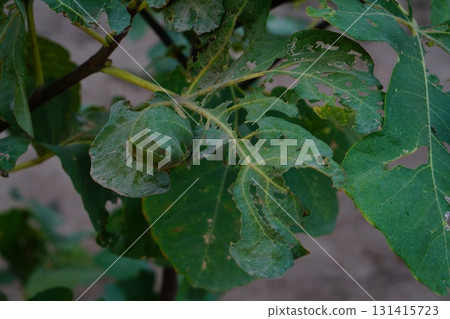Partially eaten by the larvae of insect pests, twisted green leaves of a fig tree on the branches close-up. A living example of damage and deterioration of crops and crops Partially eaten by the larvae of insect pests, twisted green leaves of a fig tree on the branches close-up. A living example of damage and deterioration of crops and crops 131415723