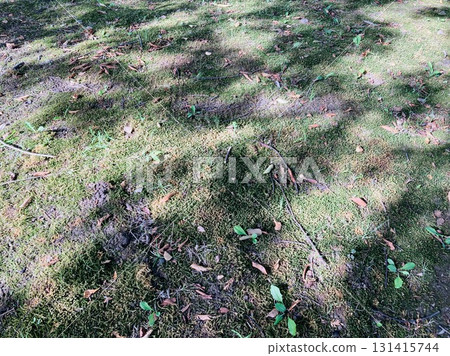 Contrast of green and light 131415744