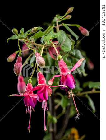 Fuchsia Blossoms with a Dark and Moody Backdrop 131415881